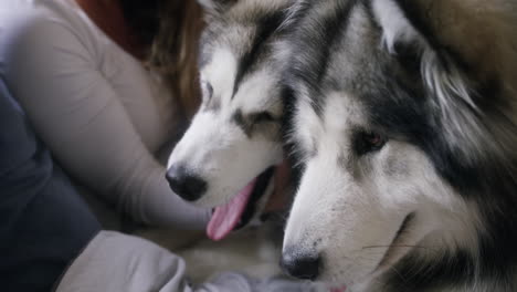 this home is full of wags and wiggles