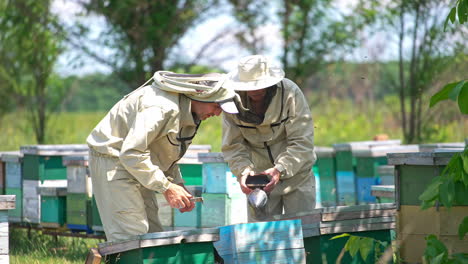 two adult men in special protective outfit working at rural apiary. older man uses smoker and younger one using metal tool to pull the frame out of the hive. hundreds of bees swarming around.