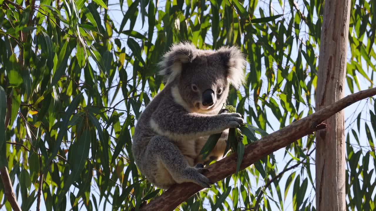 A serene video capturing a koala perched on a eucalyptus branch, shot from a side angle
