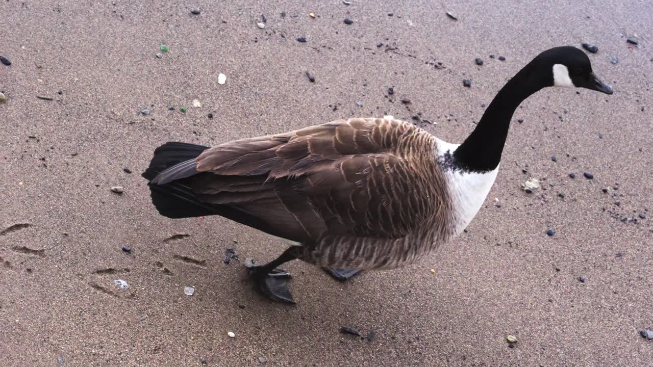 Oca che cammina su una spiaggia, girovagando in cerca di cibo.