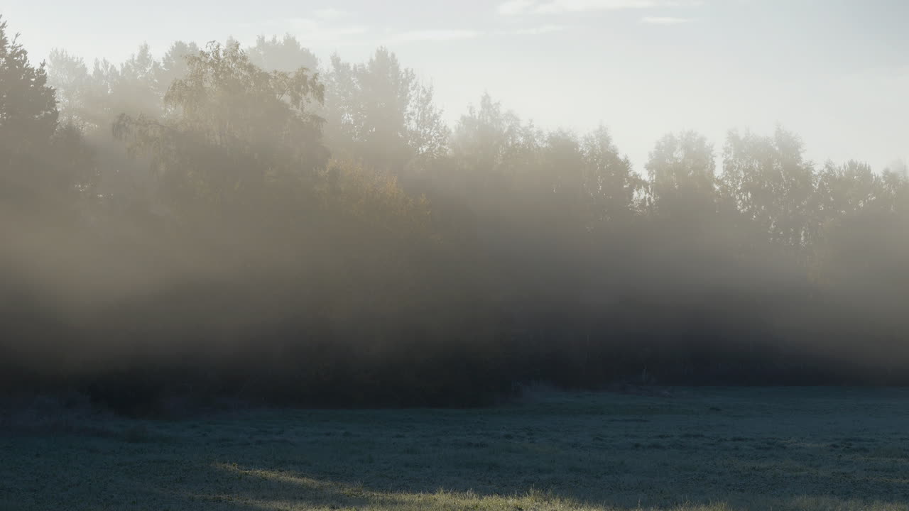 осенний восход солнца в швеции: таймлапс солнечных лучей, тумана и деревьев