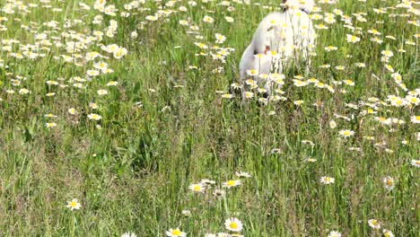 cute jack russell terrier puppy with tongue hanging out sits in a field with daisies on a sunny day, summer