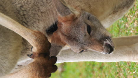 Vertical-close-up-of-baby-Red-Kangaroo-looking-out-of-mother's-pouch