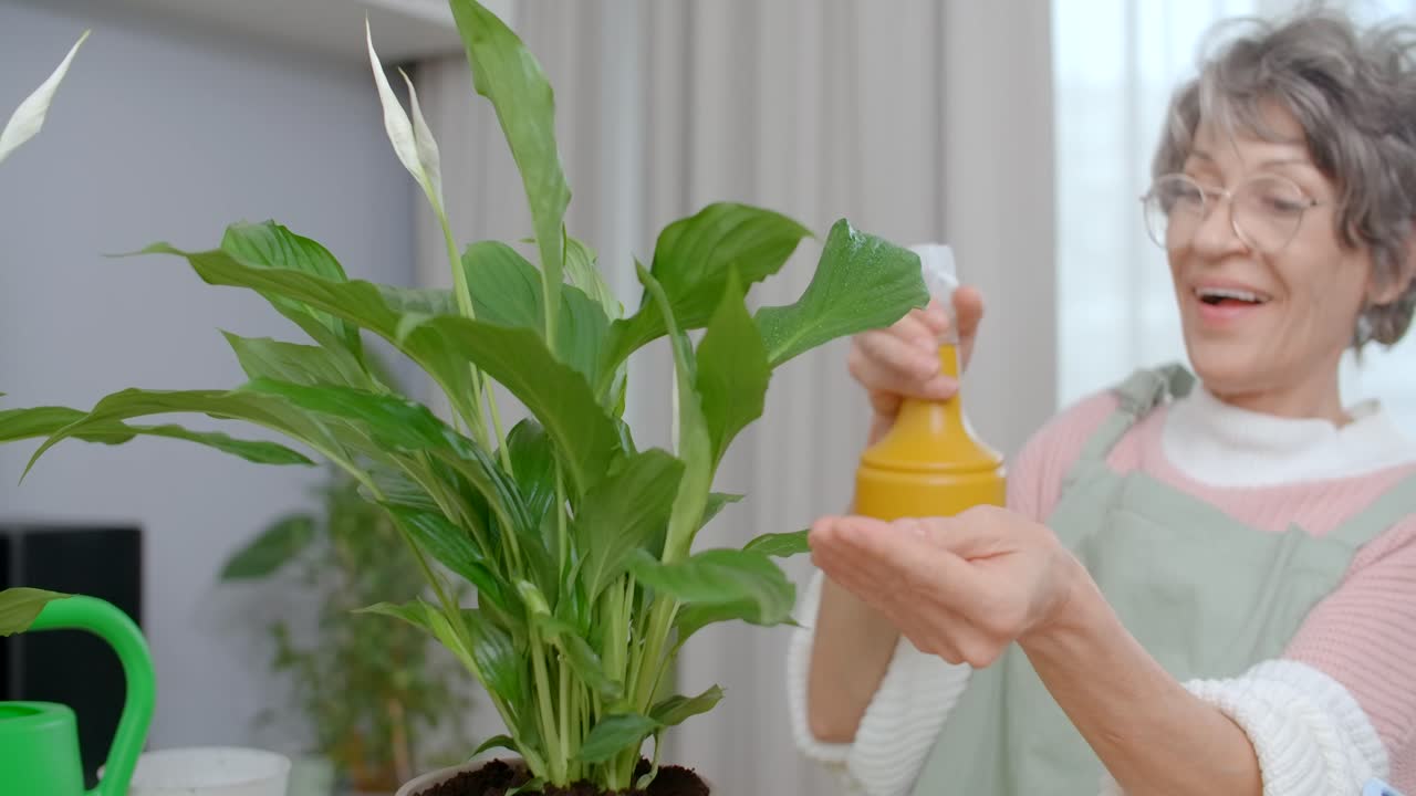 Senior Woman Watering a Peace Lily Plant