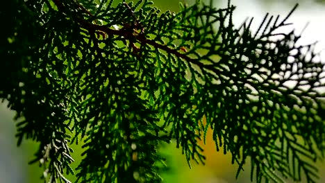 árboles de hoja perenne verdes meciéndose en el viento