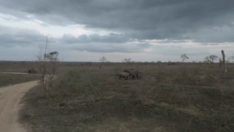 slow pan as white rhinos walk on dry sepia african savanna under cloud