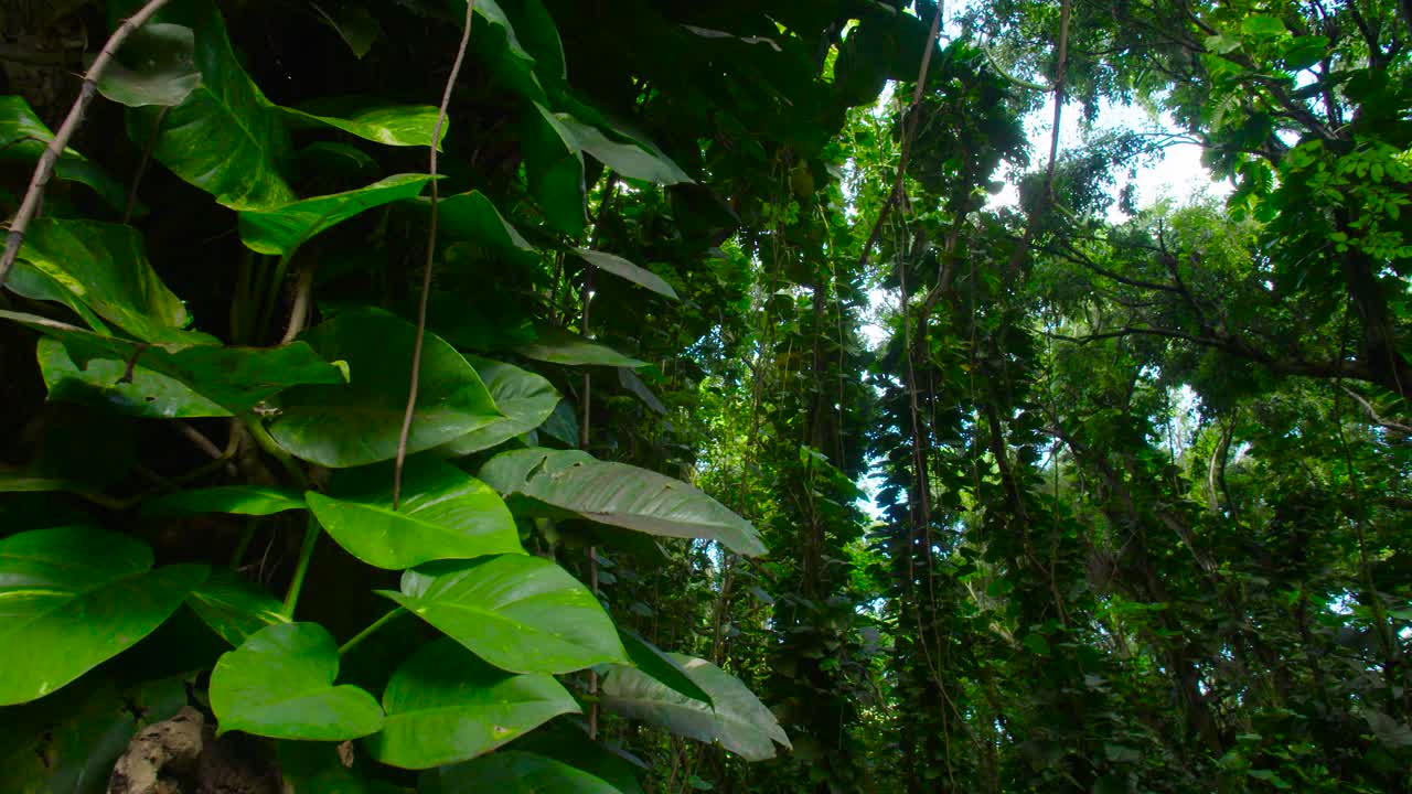 toma panorámica a través de una selva profunda o selva tropical