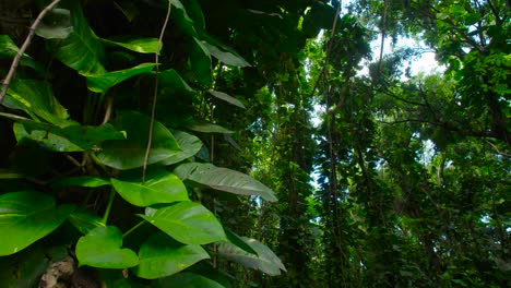 Toma-Panorámica-A-Través-De-Una-Selva-Profunda-O-Selva-Tropical.