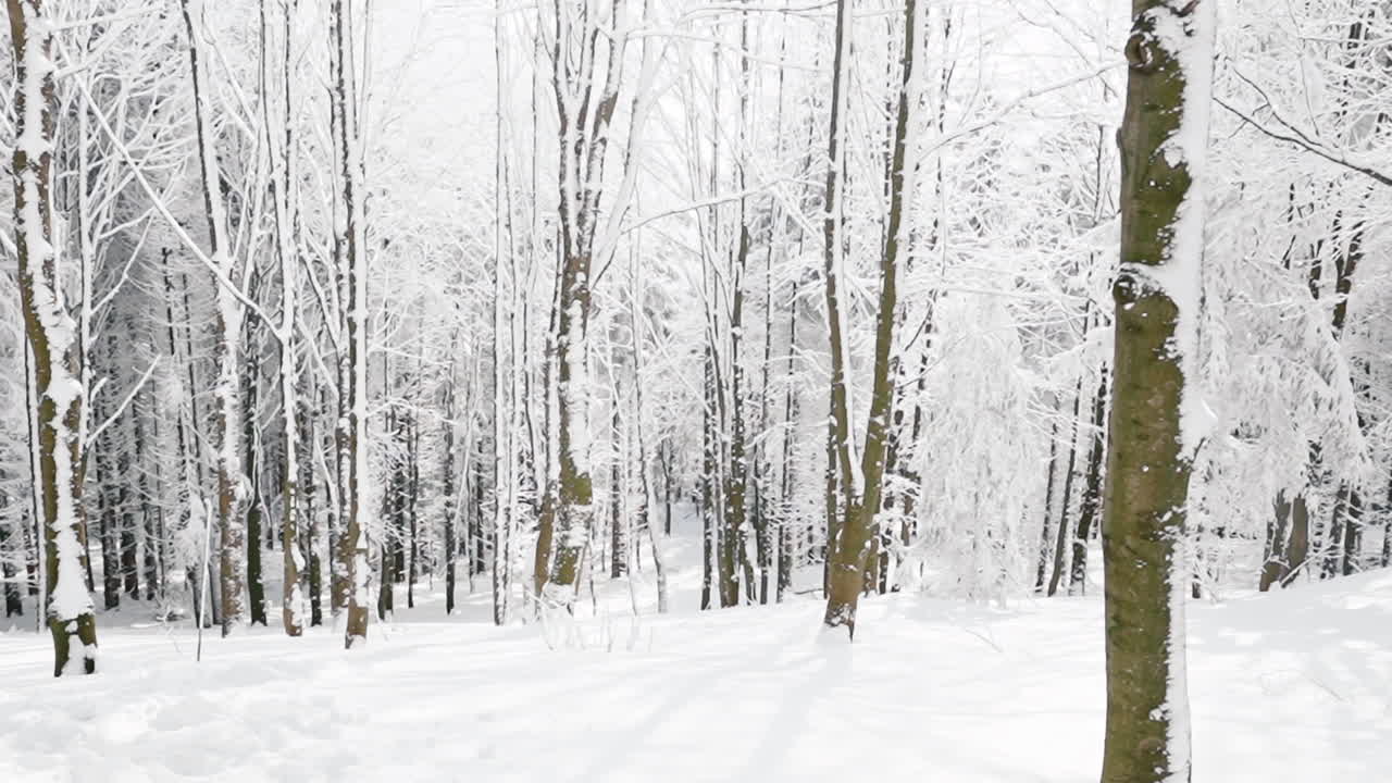 눈이 가득한 나무가 있는 고요한 겨울 숲 분위기, 체코