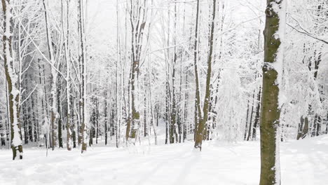 tranquil winter forest ambience with trees full of snow, czech republic