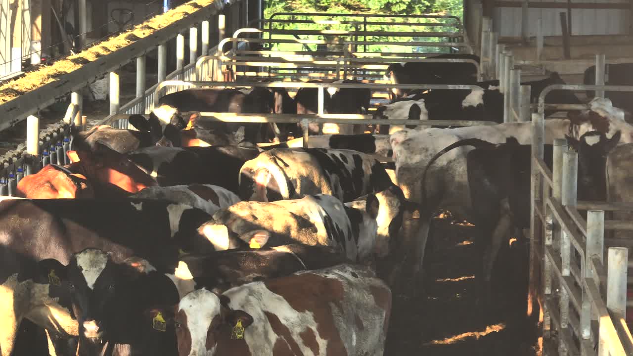 Close-up footage of cows in barn, eating hay. Sunlight filters through structure, animals in healthy, spacious environment. American countryside farm. Panning shot. Good life on farm