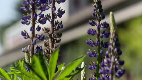 Flowers-in-the-park-with-a-monorail-train-riding-in-the-background