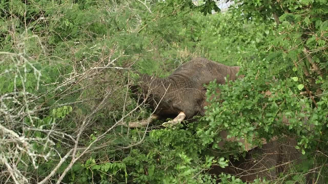 Elefante africano di savana parzialmente nascosto in fitti cespugli verdi mentre si nutre di vegetazione