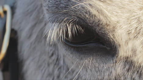 primer plano macro de un ojo de un caballo blanco