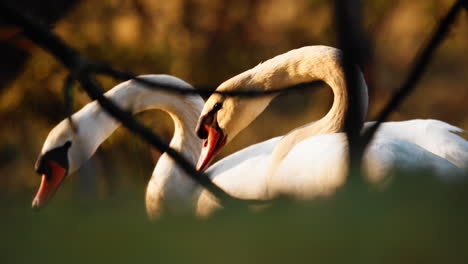 Un-Par-De-Cisnes-Blancos-Forrajeando-El-Ascensor-Hasta-Su-Largo-Cuello-En-Un-Amanecer-Soleado