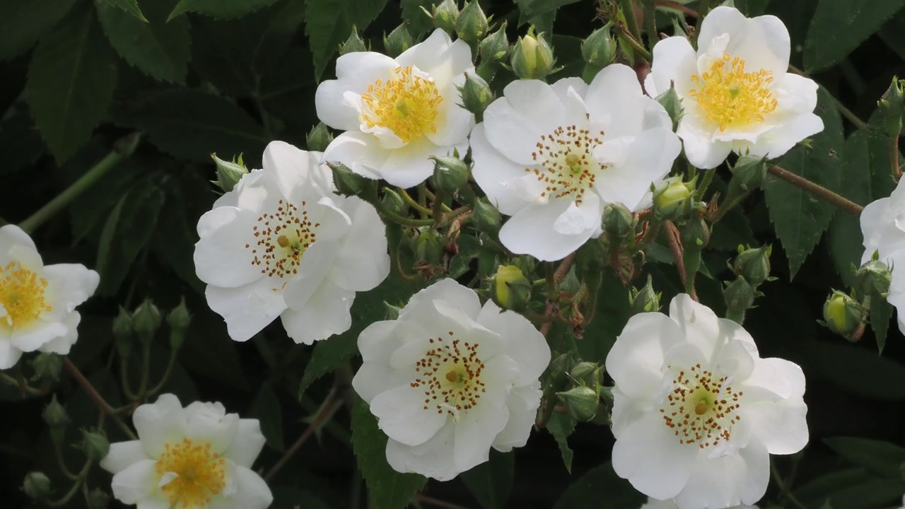 Rambling Rector climbing rose displaying a profusion of small white flowers