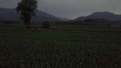 Clip-De-Tipo-De-Revelación-Aérea-De-Un-Campo-Agrícola-En-Levico-Terme,-Italia,-Durante-El-Amanecer-Con-Un-Dron-Volando-Hacia-Adelante-A-Baja-Altura