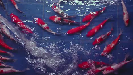 top angle shot of koi fishes swimming inside blue tub in captivity for koi breeding