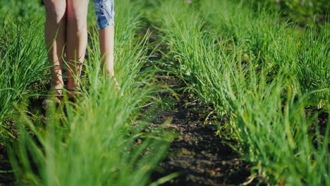 a woman is tearing green onions in a garden organic products concept 4k video