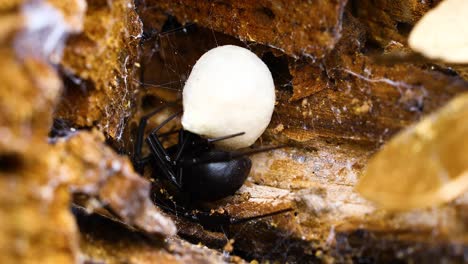 araña viuda negra hembra con saco de huevos