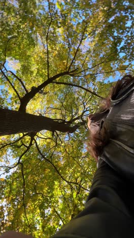 vista de otoño de un parque con una persona mirando hacia los árboles