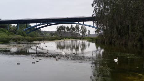 un par de cisnes con muchos patos deslizándose en el río