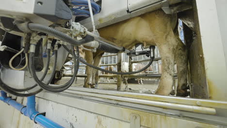 automatic laser guided machine attaches device to wash milk cow's teats