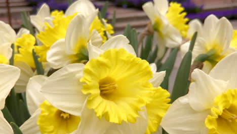 spring flowers in bloom