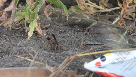 bee digging hole in ground