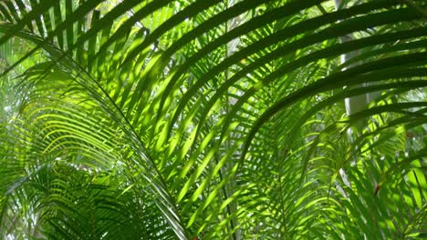 a vivid glimpse into the beauty of lush green foliage in a tropical paradise showcasing nature's vibrant colors.