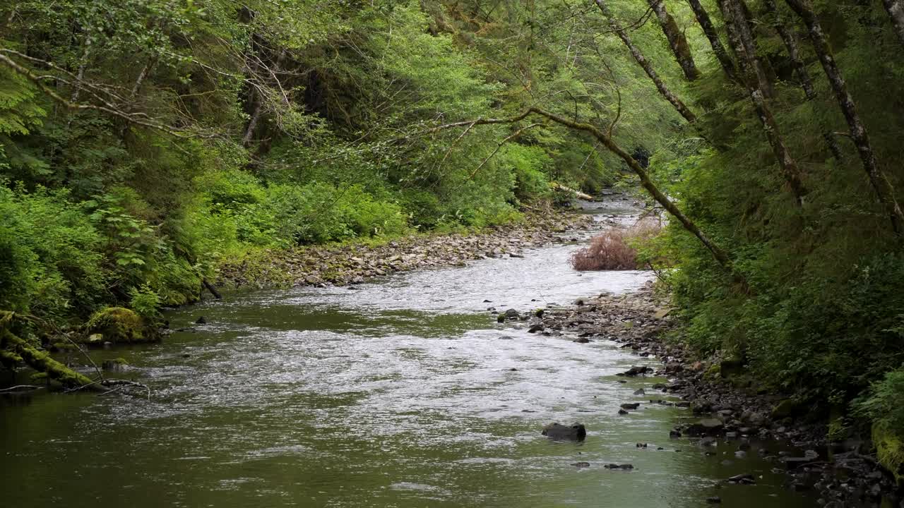 Indian river, Sitka National Historical Park, Alaska.Indian River is a large salmon-spawning stream.