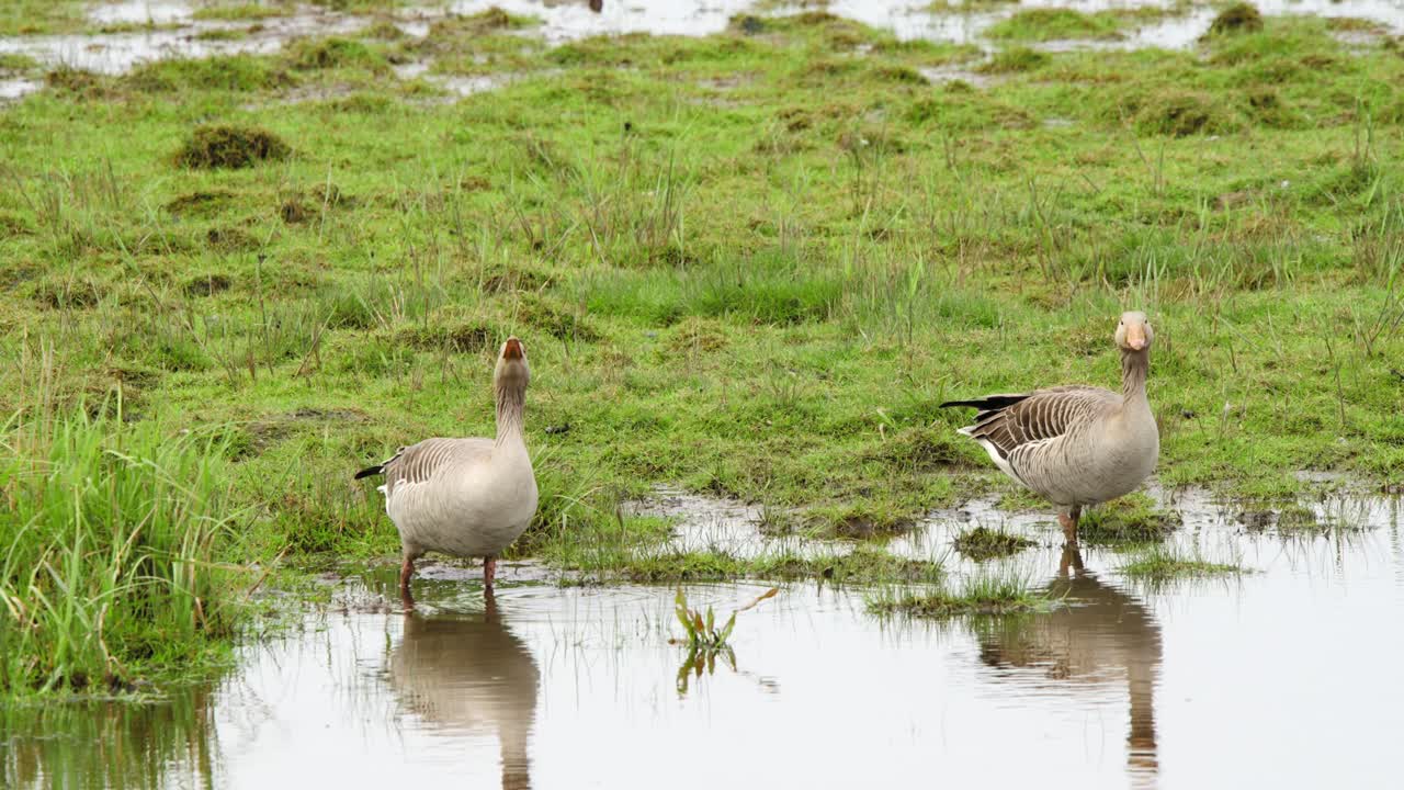 Two greylag geese birds in shallow grassy wetland pool, drinking water