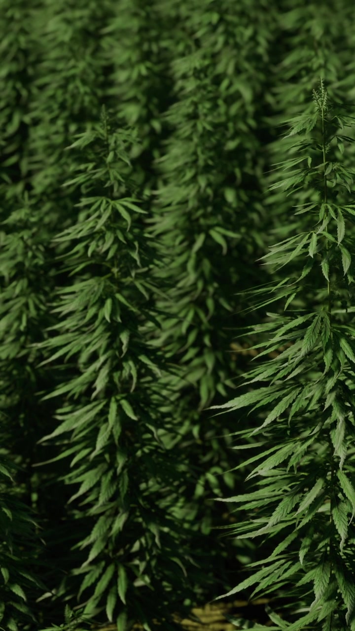 Hemp plants grow in rows in a field under sunlight in summer