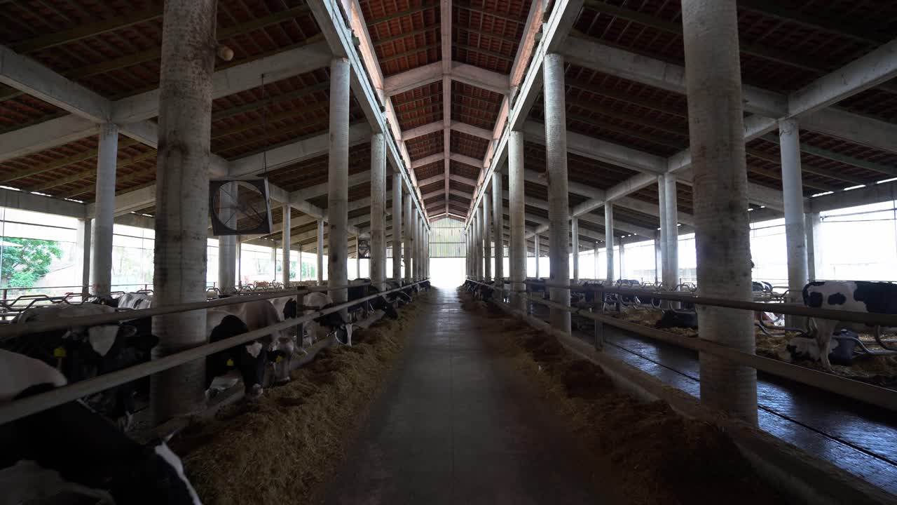 Industrie laitière saine : Une perspective sur les étables à vaches dans une ferme durable avec des animaux en pâturage et des litières de paille