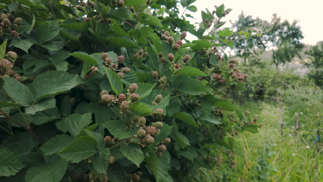 Green unripe blackberries growing on a bush in a lush Romanian countryside garden
