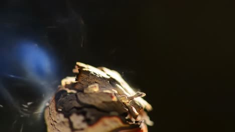 a close-up exploration of smoldering bark layers, revealing intricate textures and subtle smoky tendrils against a softly illuminated background