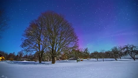 un gran árbol en un prado de invierno se erige majestuoso contra un cielo estrellado con luces del norte en el fondo