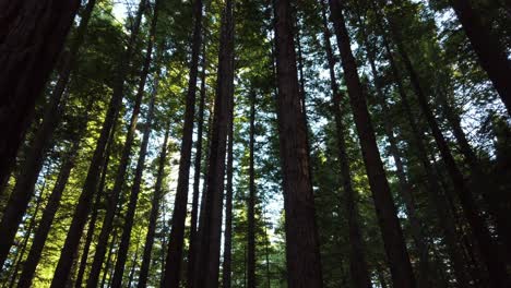 Dense-Forest-of-Redwood-Trees-Located-in-Rotorua,-New-Zealand