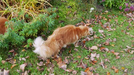 pareja de gatos atigrados rojos de maine coon jugando al aire libre en el césped del patio trasero, tiro a cámara lenta