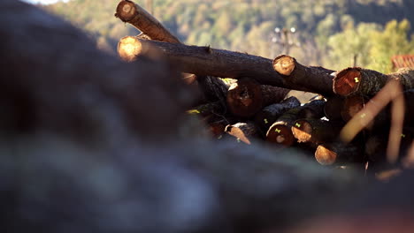 pile of felled trees 3