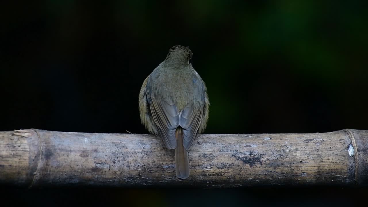 Hill Blue Flycatcher sitter på en bambus, Cyornis whitei.