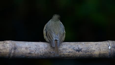 papamoscas azul de la colina posado en un bambú, cyornis whitei