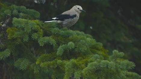 las gaviotas de cabeza negra están sentadas en un pino en el parque nacional banff, cerca del lago bow en canadá.