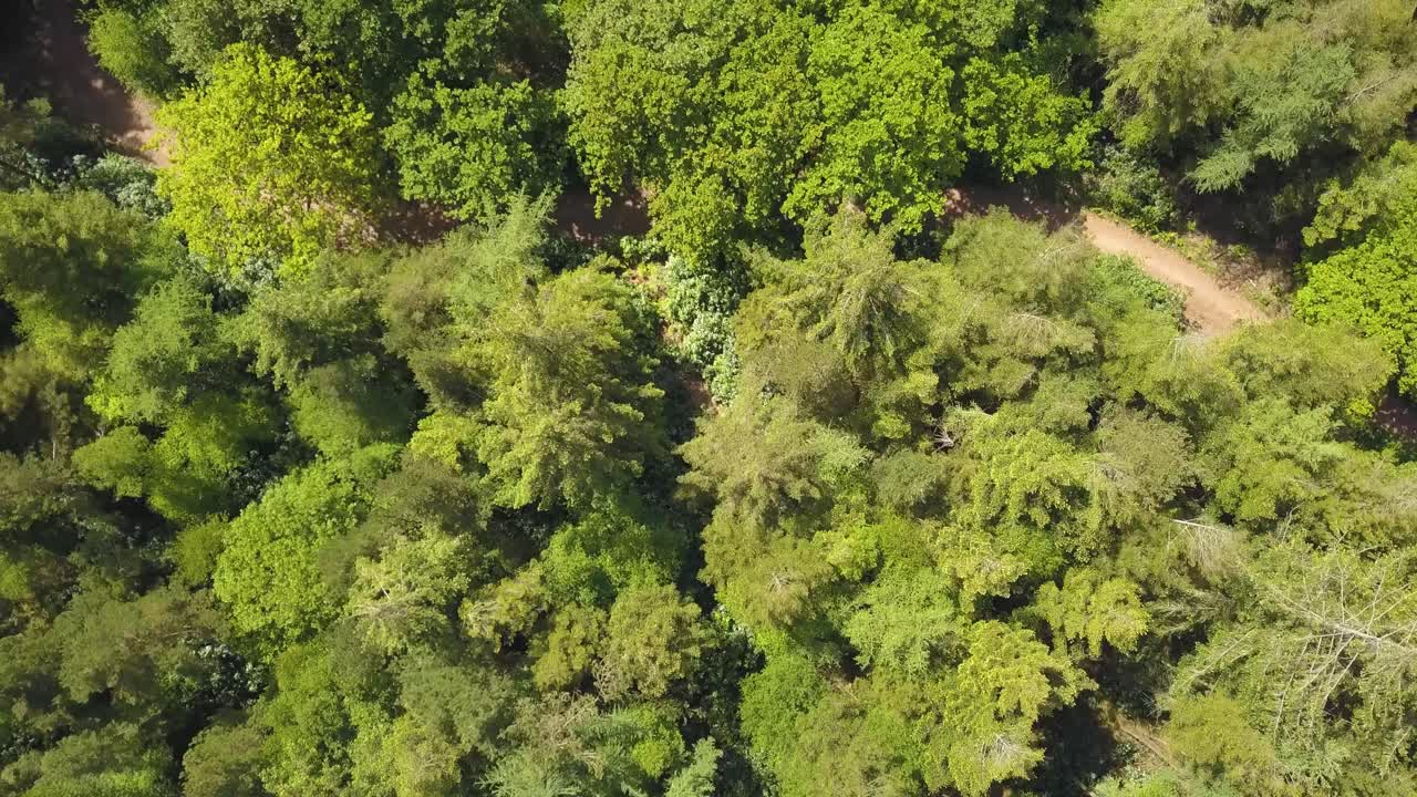 elevándose por encima de los árboles en el castillo de neroche forrest, somerset, reino unido