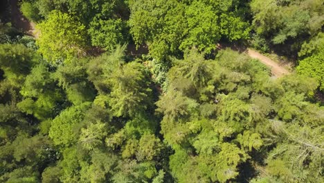 Rising-up-above-the-trees-in-castle-neroche-Forrest,-Somerset,-United-Kingdom