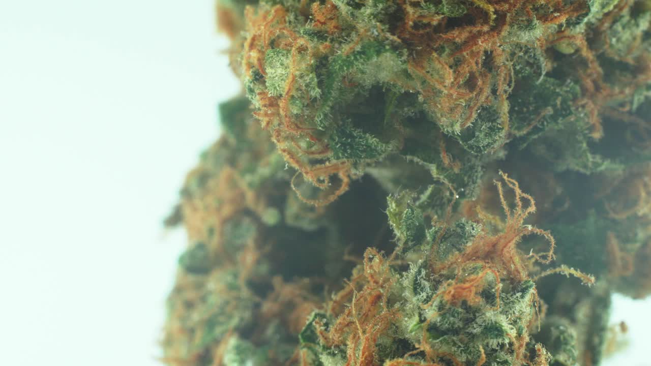 Primer Plano Macro de un Cogollo de Marihuana Sativa Super Lemon Amnesia Haze, Variedades Naranjas, Kush Verde y Morado, en un Soporte Giratorio de 360 Grados, Video 4K en Cámara Lenta