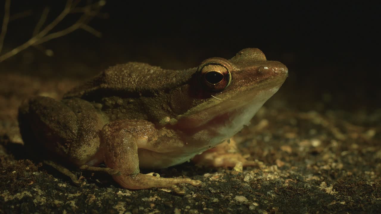 Bronze backed Frog sits on a rock at night when its active in the Western Ghats of India during Winter , around the forest streams trying to find food and mate