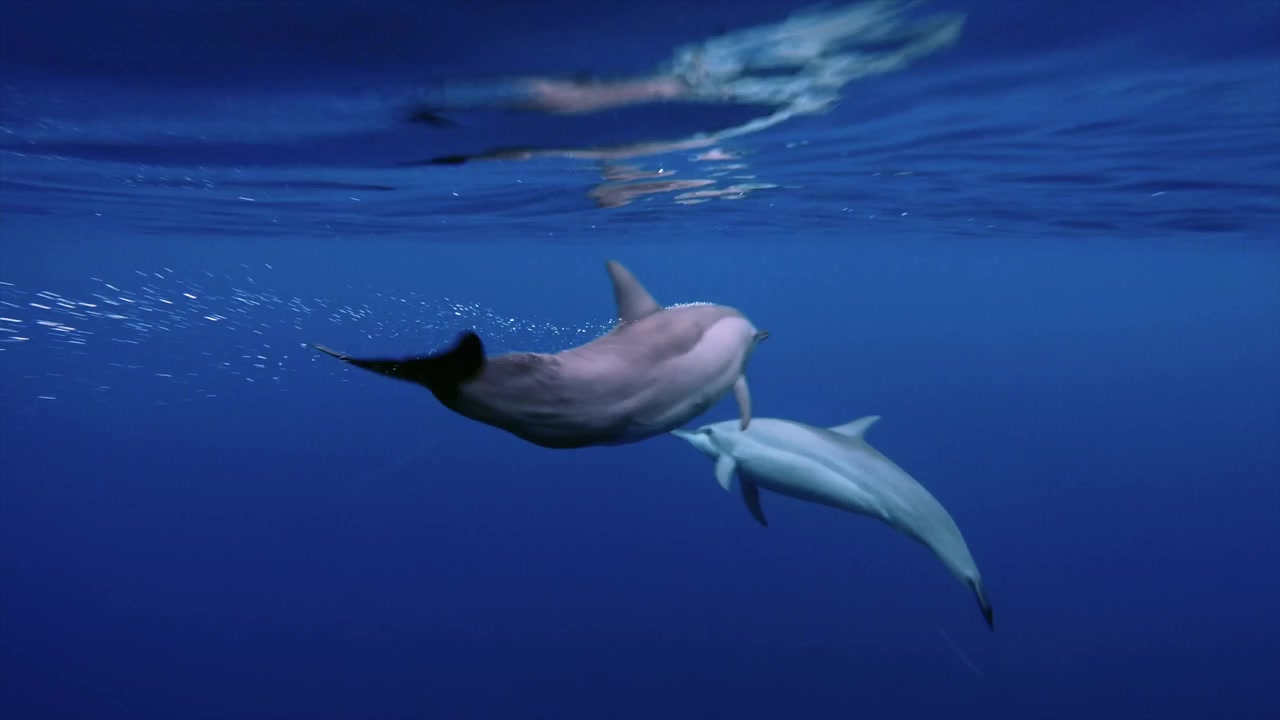 Eleganti delfini tursiopi nuotano appena sotto la superficie in acque tropicali blu, mentre la pinna dorsale rompe la superficie.