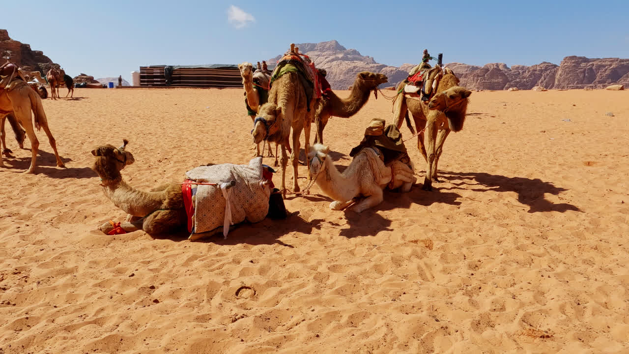 paquete de camellos descansan mientras esperan afuera en la superficie del desierto de arena en wadi rum