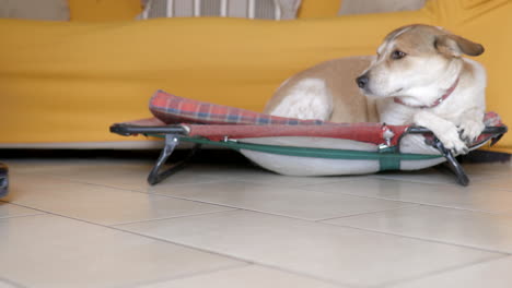 Cleaning-robot-does-housework-with-brown-and-white-dog-on-the-background-that-yawns